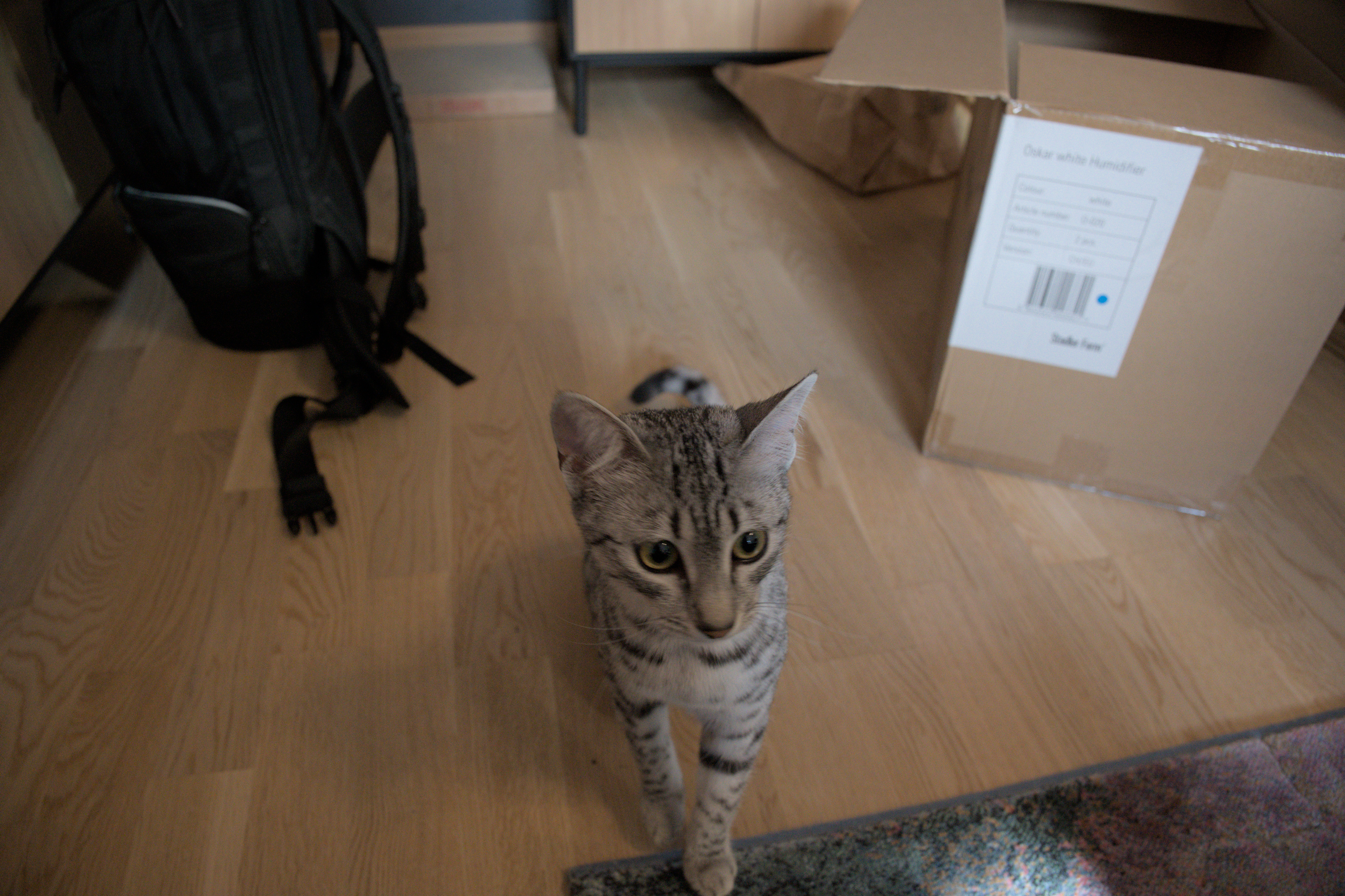 2025/10/12 - cats/DSC_0055.jpg